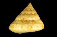 藏品(安休氏翁戎螺)的圖片